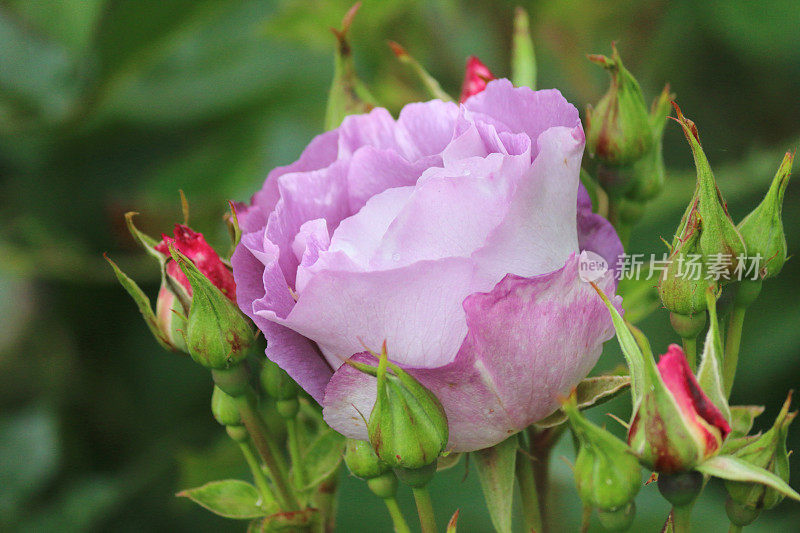 蓝色，紫色的丁香玫瑰花和花蕾的形象，标准/花束灌木玫瑰植物生长在夏季花园边界与各种开花的草本植物，花，花瓣对模糊的绿色园艺背景，品种玫瑰蓝色为你